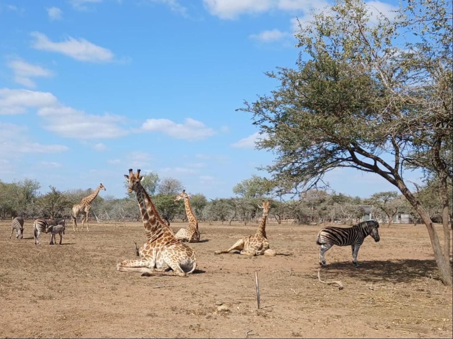 Marloth Kruger View Apartamento Marloth Park Exterior foto